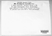 Uromyces aconiti image